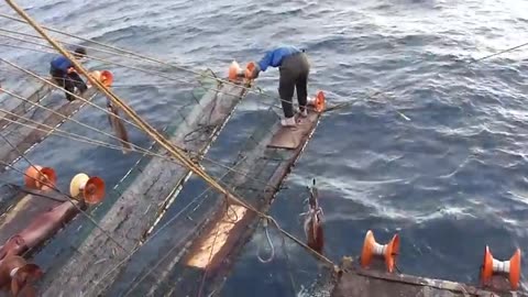 Incredible Giant Squid Fishing - How to Cutting Giant Squid And Squid Processing in Factory