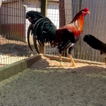 Quality Yellow Leg Hatch Material Breeding