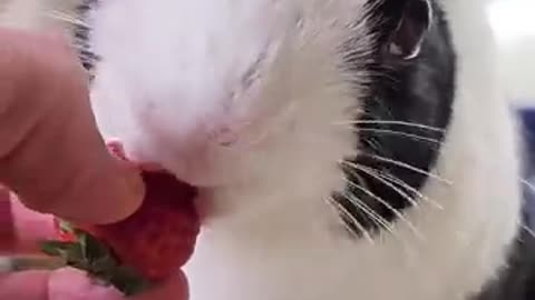 Rabbit Eating Strawberry