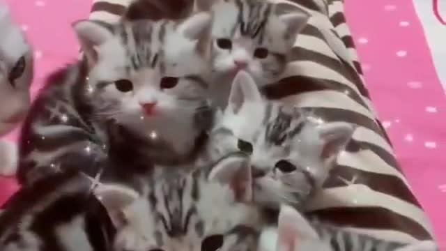 Pair of 3 cute cats