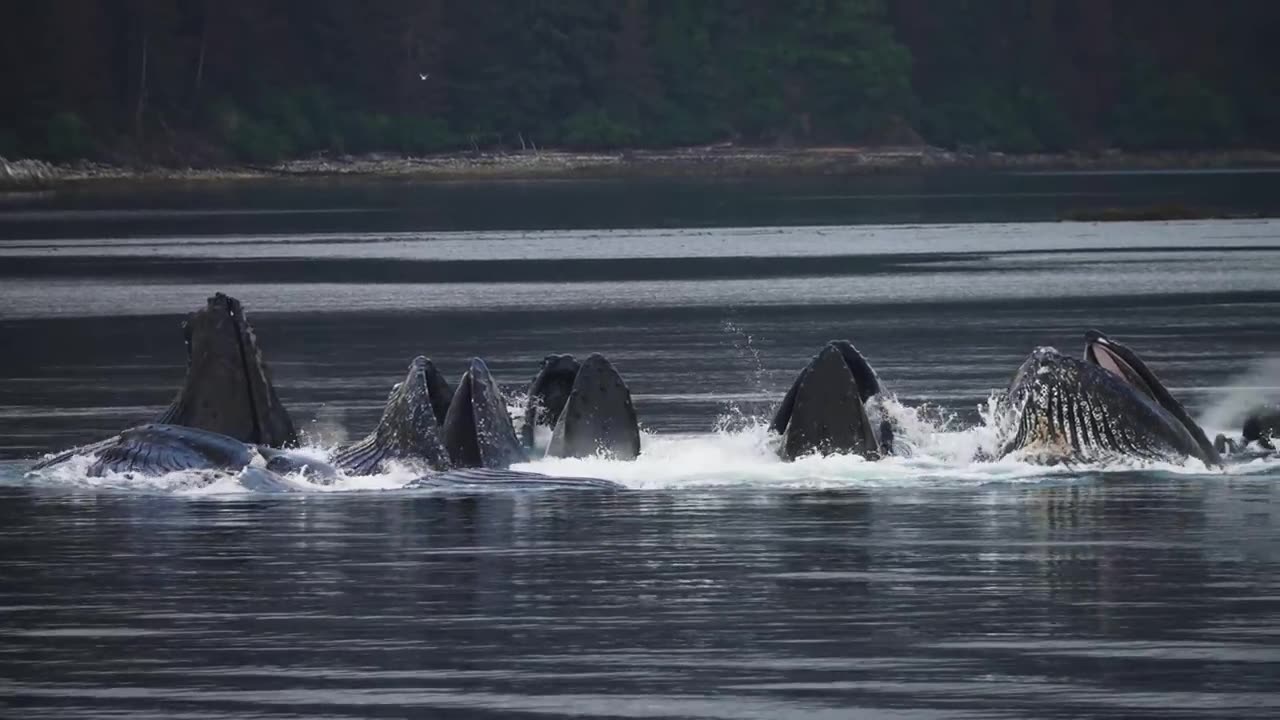 National Geographic's Extraordinary Journey through Alaska's Inside Passage