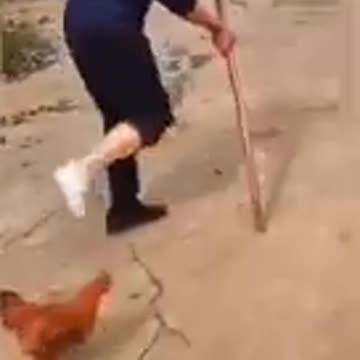 Chicken 🐔 🐥 🍗 imitate owner |so funny Chicken videos