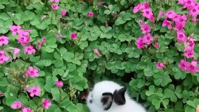 Cute pet rabbit rabbit