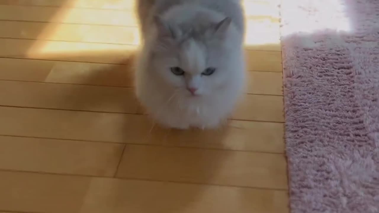 Funny walking of my cat😂😂😂