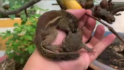 cutest animals