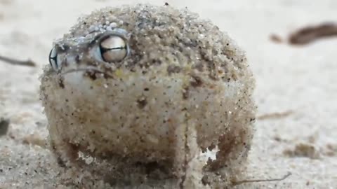 Unexpected sounds of the desert rain frog