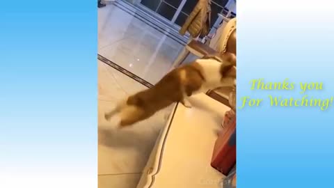 Funny and Cute Cat's Life 👯😺 Cats and Owners are the best friends Videos