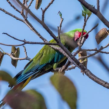BIGGEST PARROTS IN THE WORLD (IN THE WILD)