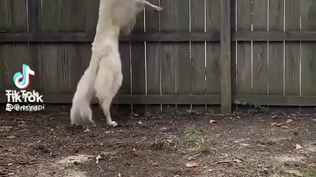 she got hops!