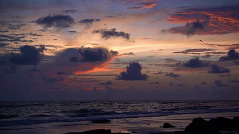 Twilight with the Black Skimmers