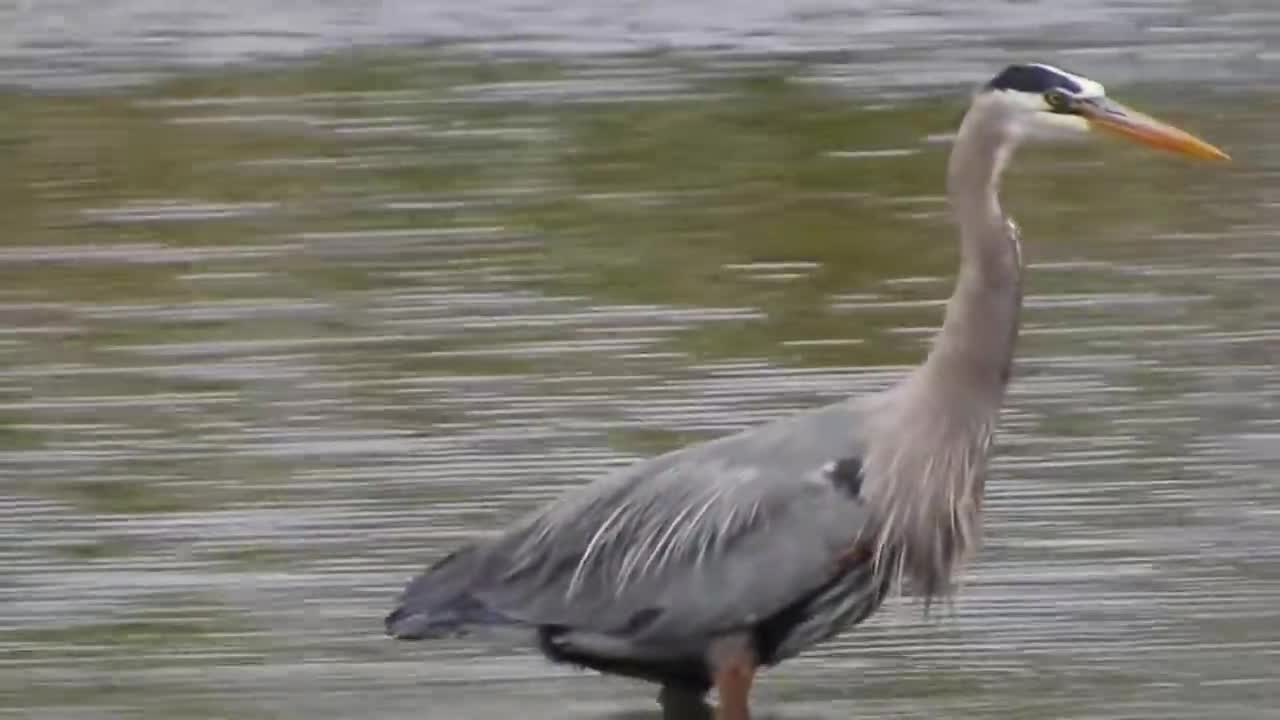 GREAT BLUE HERON SWALLOWS LARGE SQUIRMING SUNFISH 5 10 2021