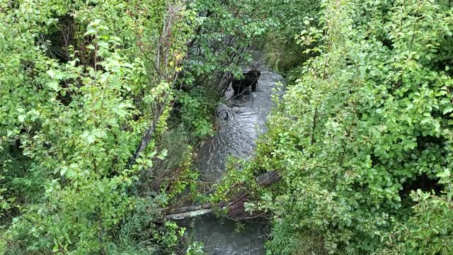 Black Bear Fishing Potter Marsh Anchorage Alaska