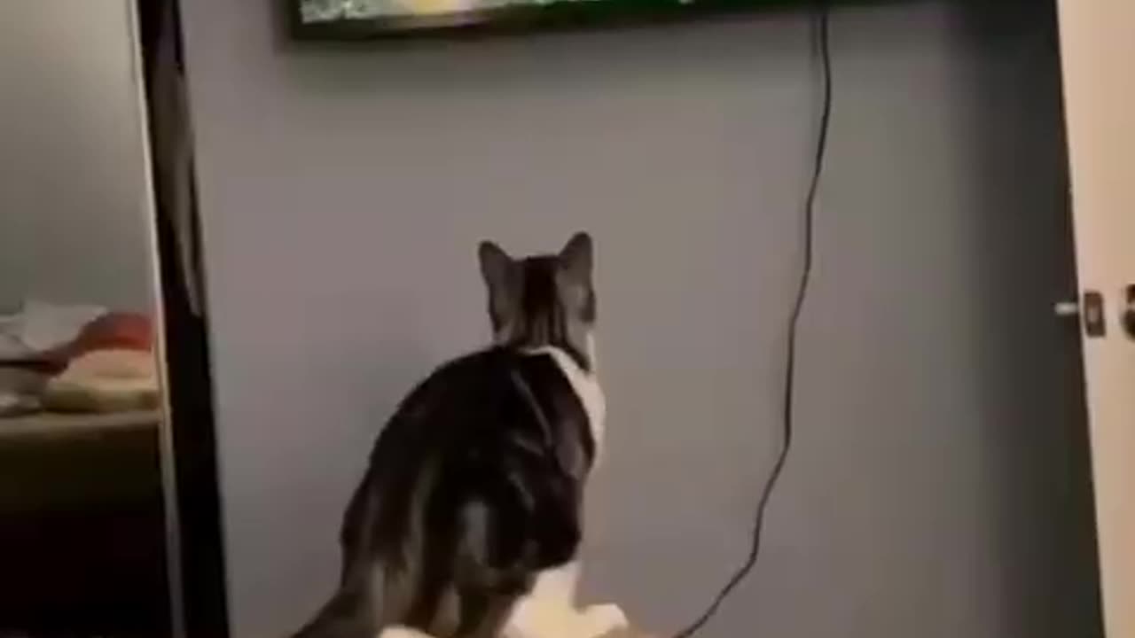 Funny cute animals cats ♥️