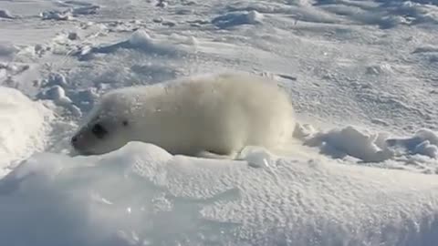 タテゴトアザラシちゃんの涙