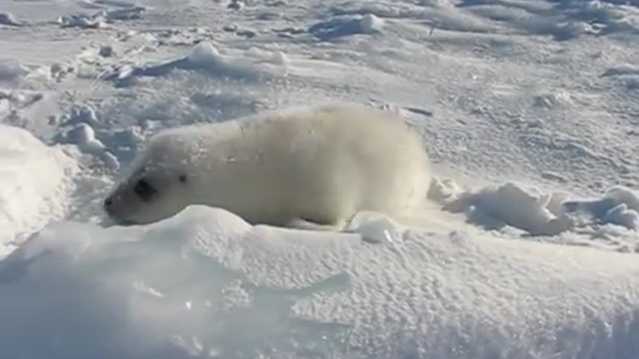 タテゴトアザラシちゃんの涙