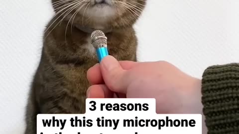 Cat asmr is so satisfying