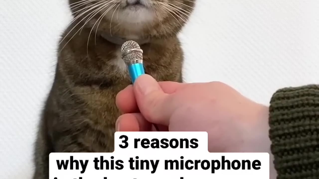 Cat asmr is so satisfying