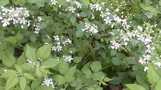 Blackberry Bush