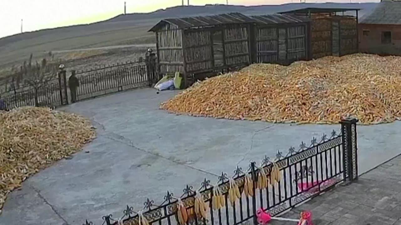 Wild tiger injures villager in northeast China