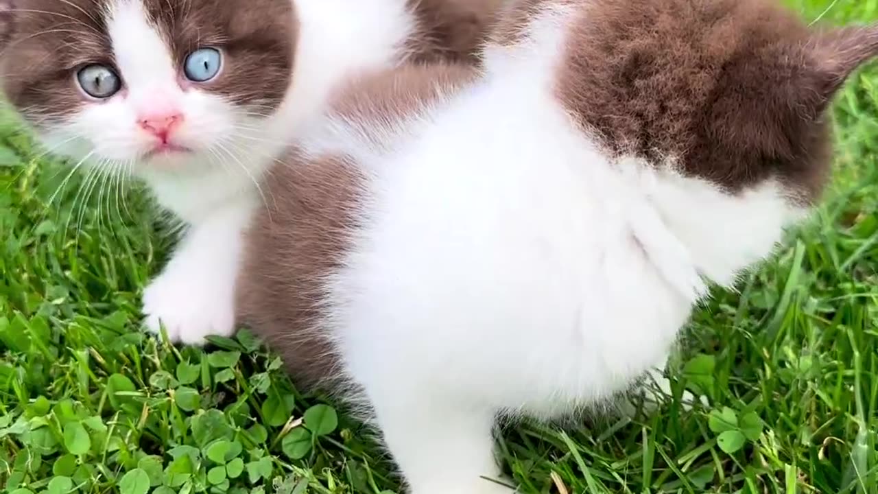 cute cat