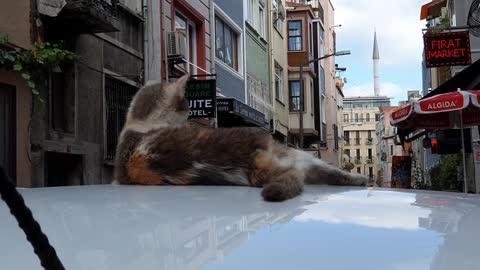 cat of car