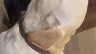 Give back my toy, please!