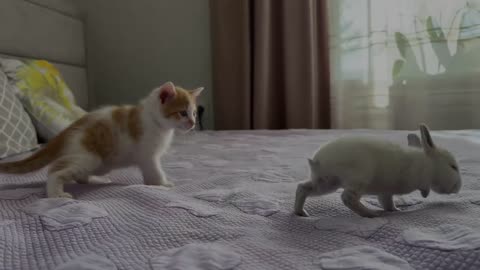 Cute Tiny Kitten Reacts to Baby Bunny [Cuteness Overload]