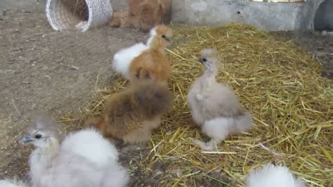 Mountain and Valley quail chicks