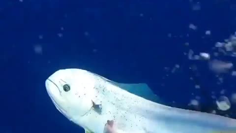 This is a beautiful and charming water-dwelling species