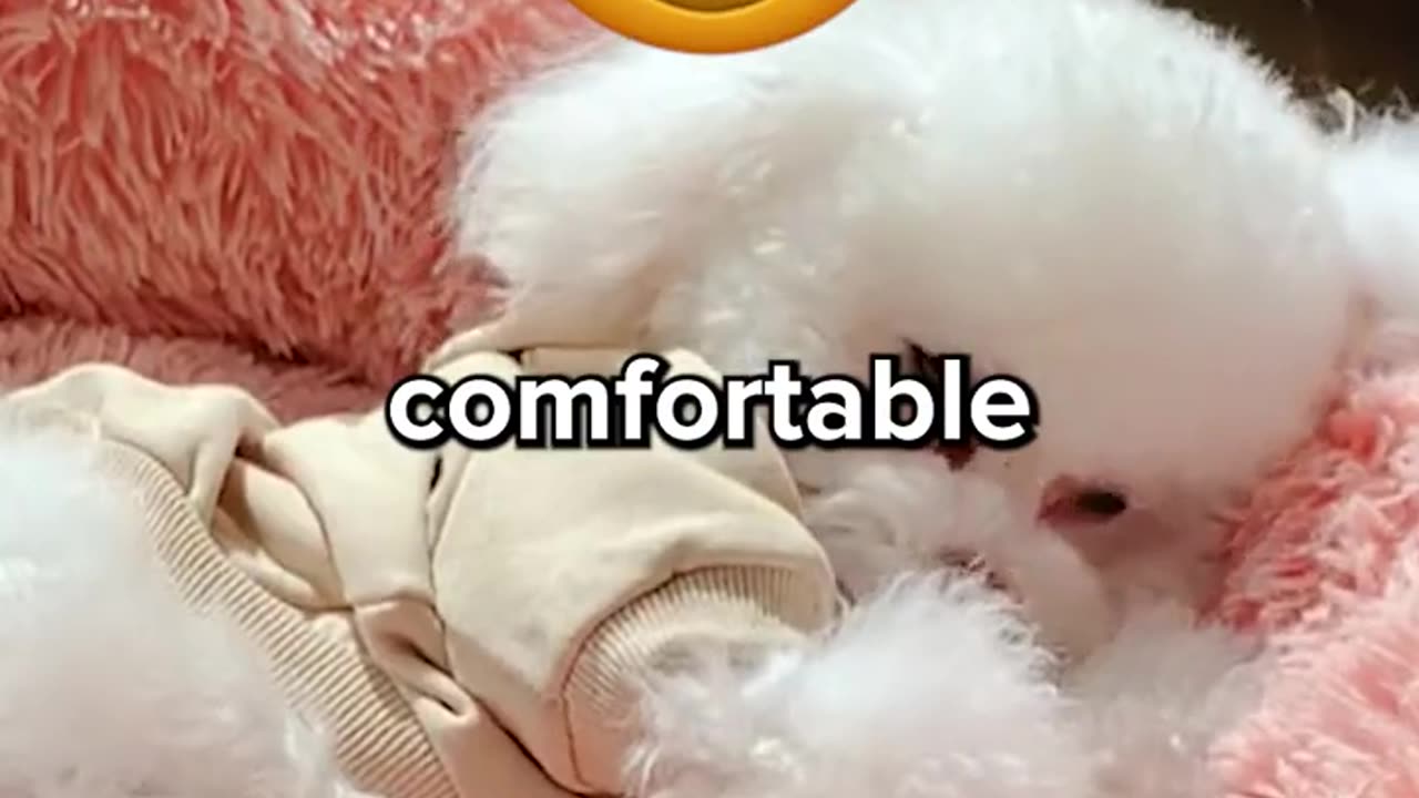 4 CLEAR signs that your dog is HAPPY!!πΆπ