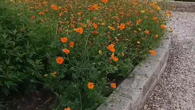 big stone among flowers