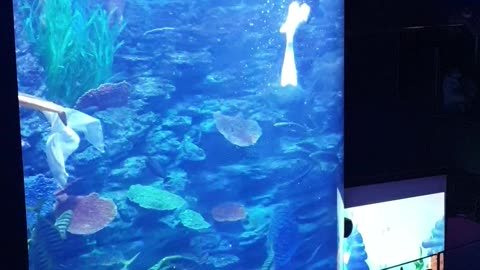 Aquarium