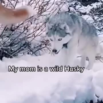 Always women fall in love with funny guy its the story here🤣