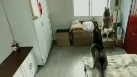 Mama Cat Drops the TV and the Dogs React