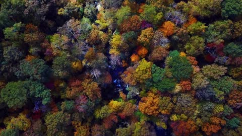 Beautiful Trees in the Forest