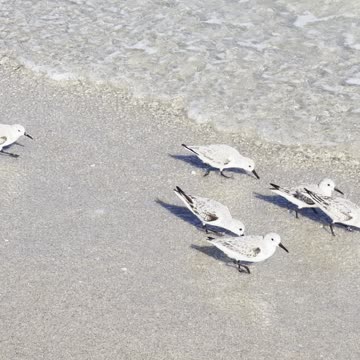 Little Birds Dodging Waves