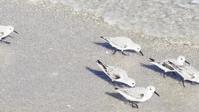 Little Birds Dodging Waves