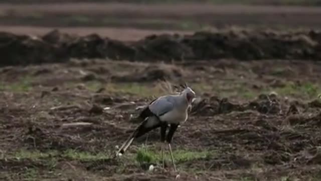 Secretary bird attack rabbit