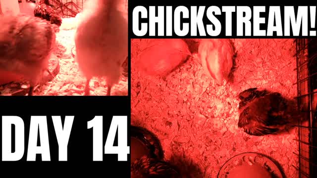 LIVE ChickCam - Two Weeks Today!