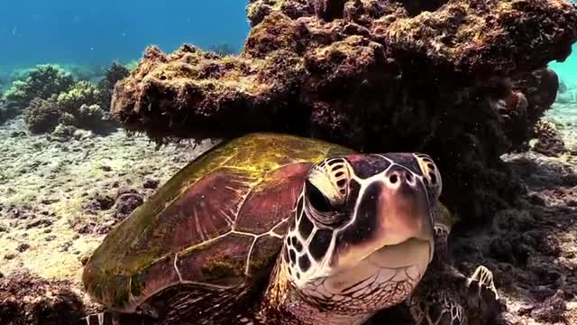 okinawan sea # miyako island turtles