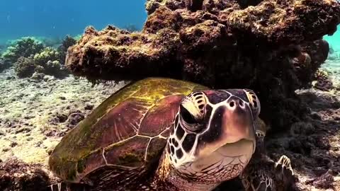 okinawan sea # miyako island turtles