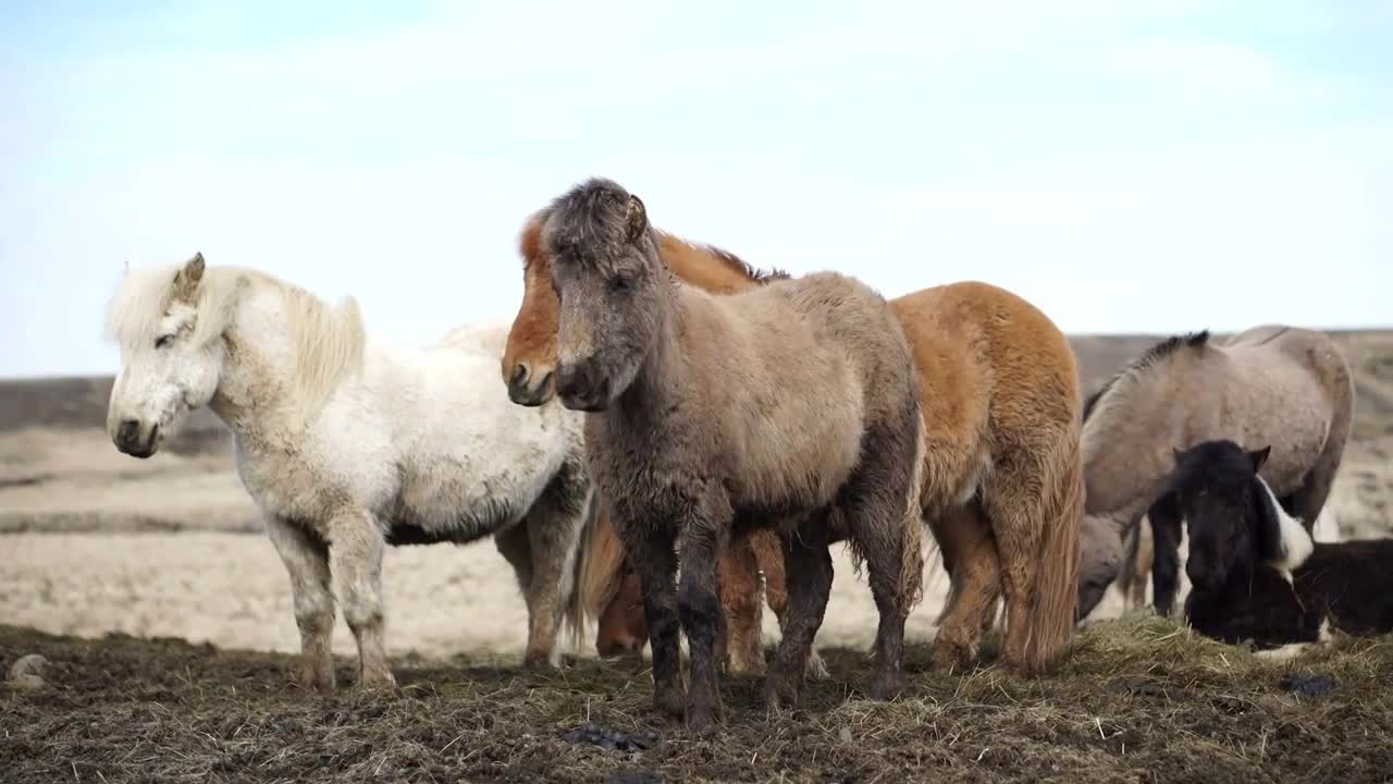 Icelandic horses in the open windy beautiful field during winter time