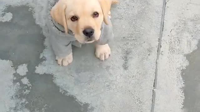 Labrador puppy training | Bella