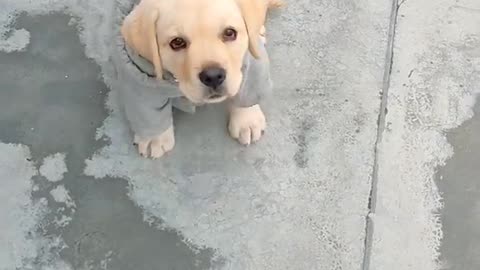 Labrador puppy training | Bella