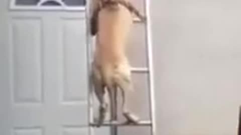 Doggo Climbs Ladder