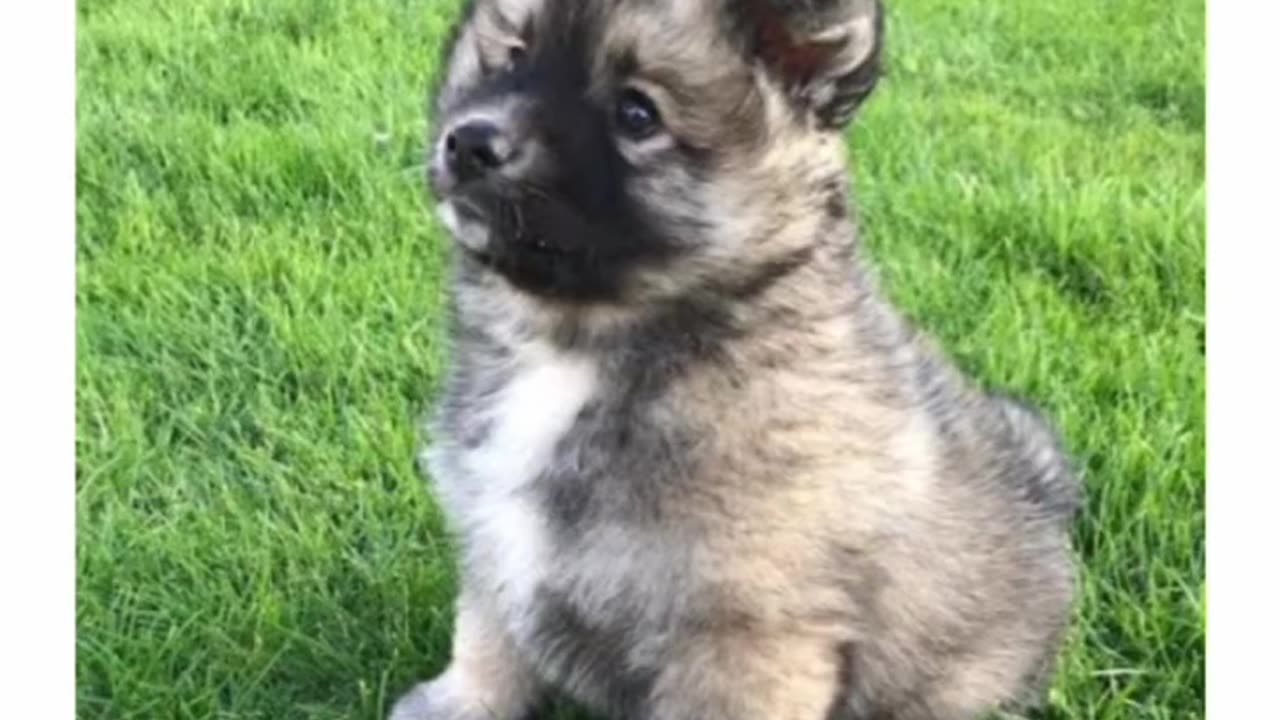 Choose your birthday Month And see your cute little puppies