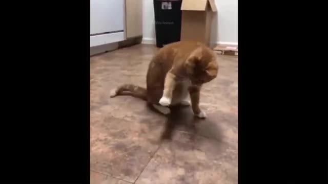 Funny Animal Videos 2022 - Funniest Cats And Dogs Videos 3