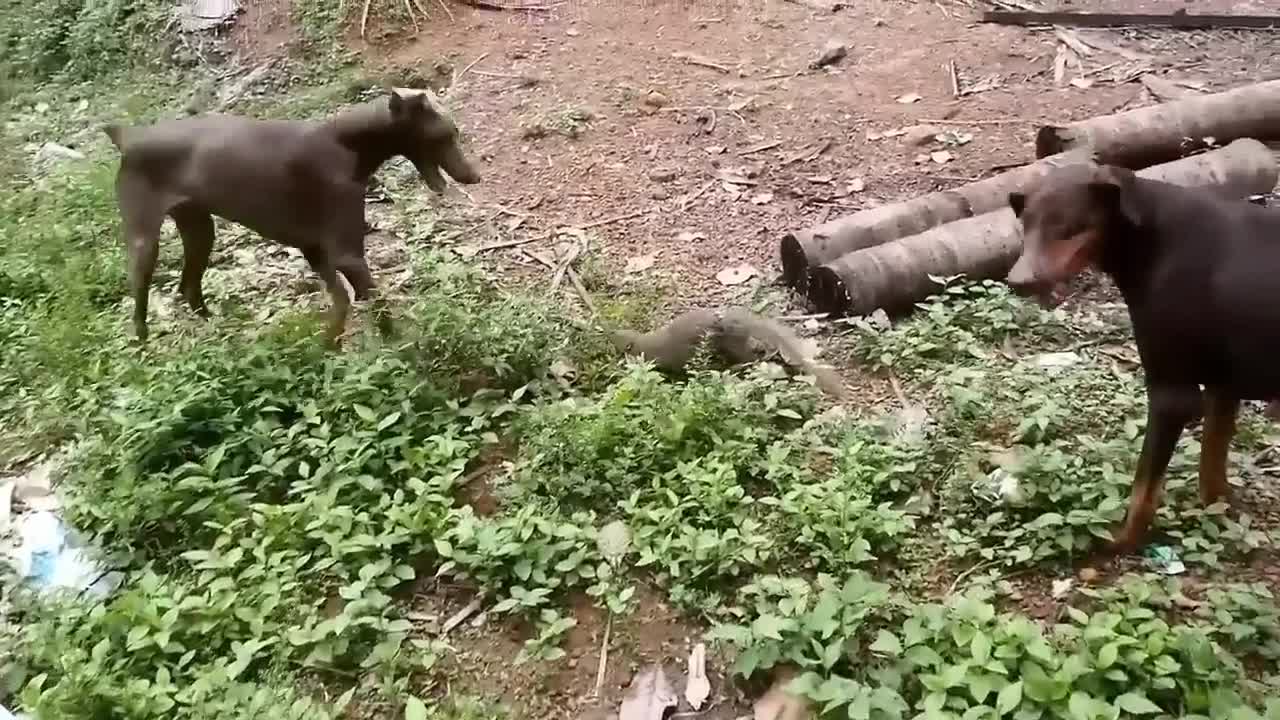 Ferocious Mongoose