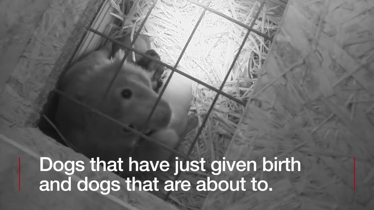 Britain's Puppy Dealers Exposed - BBC News