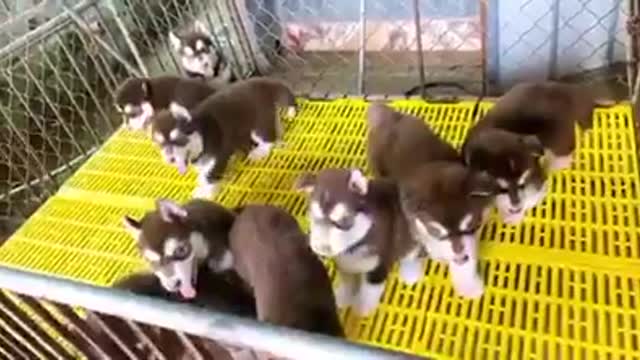 lovely alaska puppies